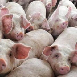 suino maiale danese da allevamento