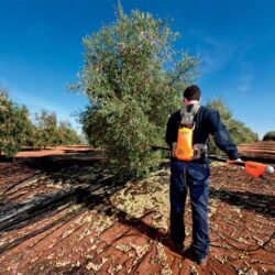 Raccogliolive Pellenc A Batteria Olivion T220-300